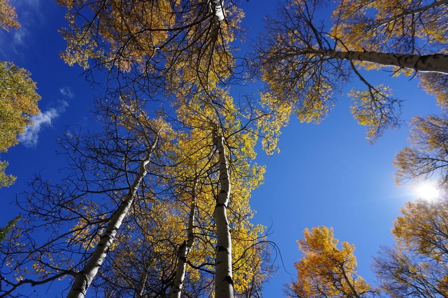 Sunburst through a golden aspen canopy