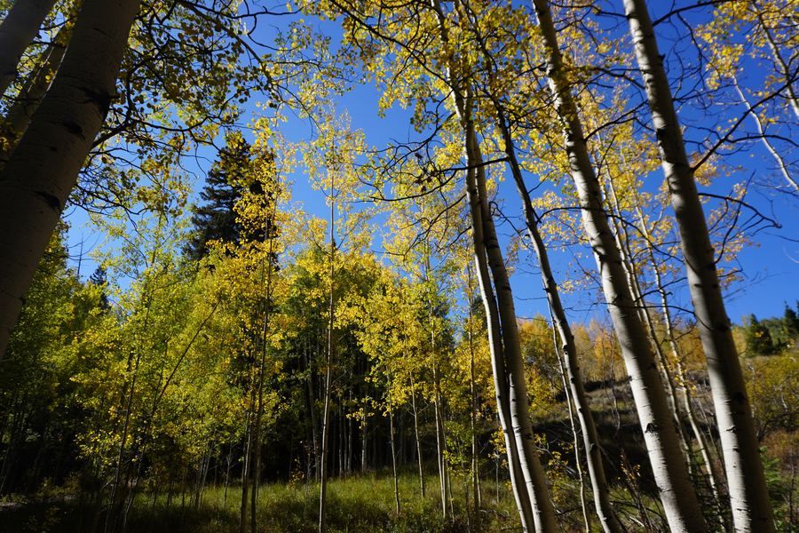 Sunlit aspen grove with green undergrowth