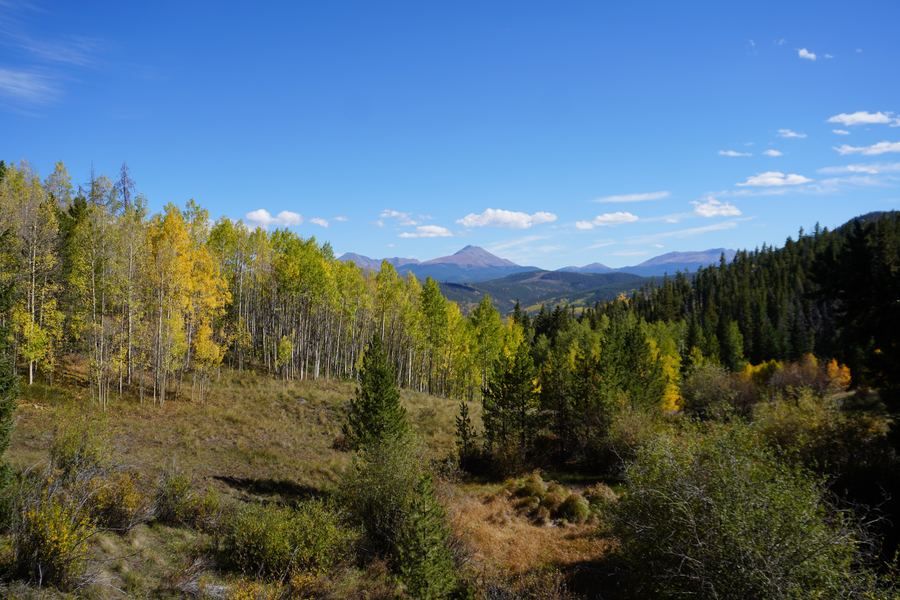 Meadow of aspens with distant mountains