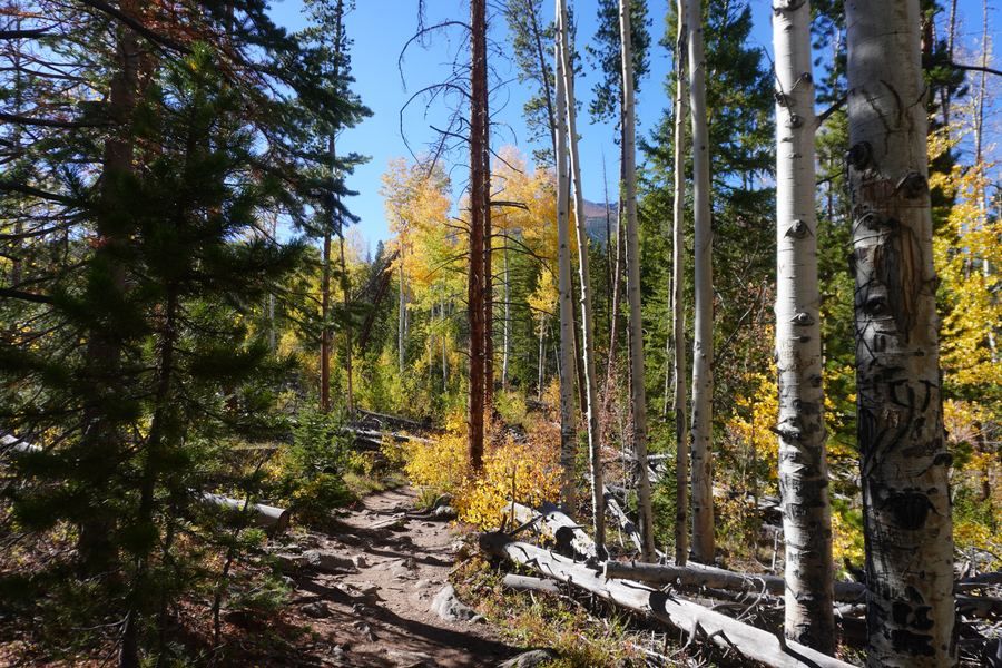 Trail through mixed forest with fallen logs