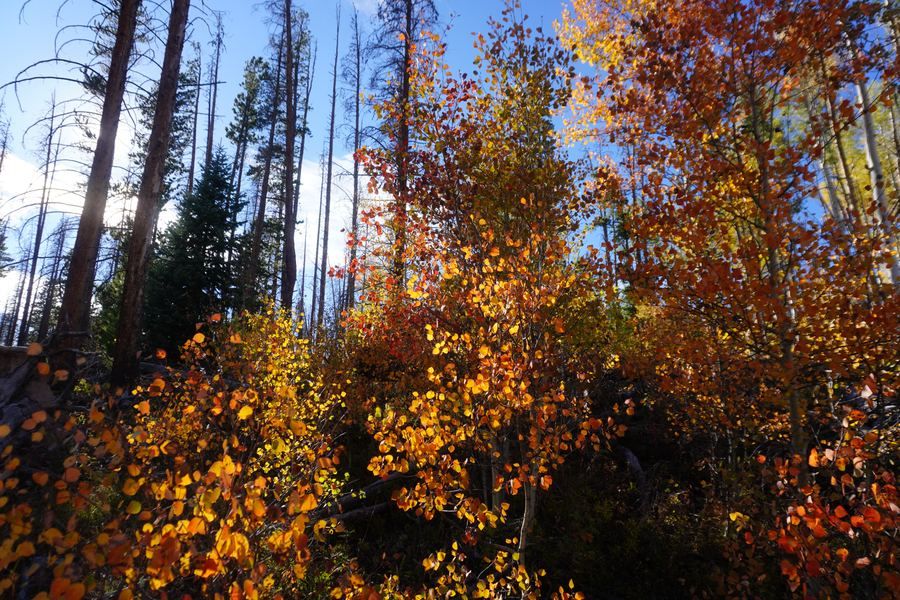 Fiery red and orange aspens beneath tall pines