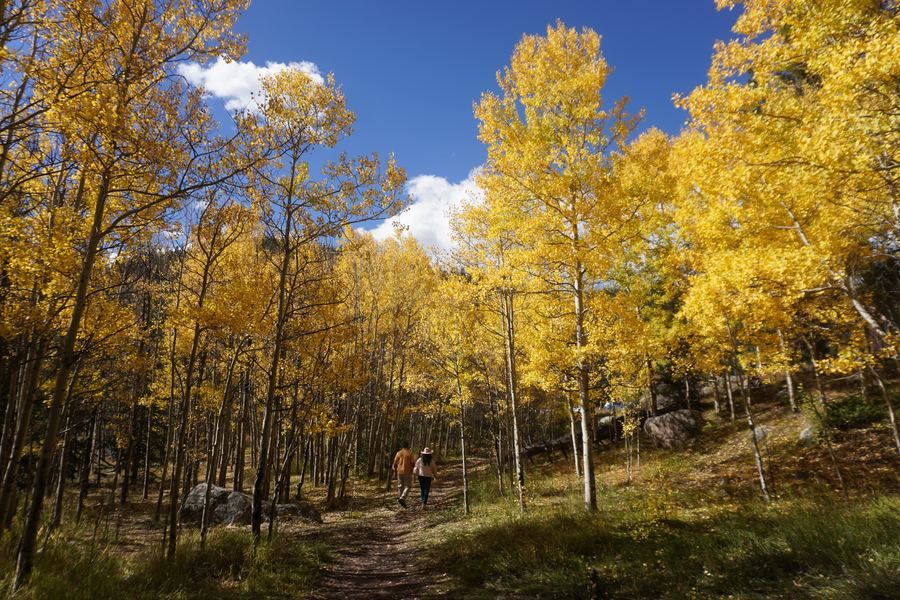 Hikers on a trail through a golden aspen grove