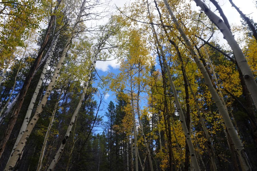 Looking up through tall aspen and pine trunks