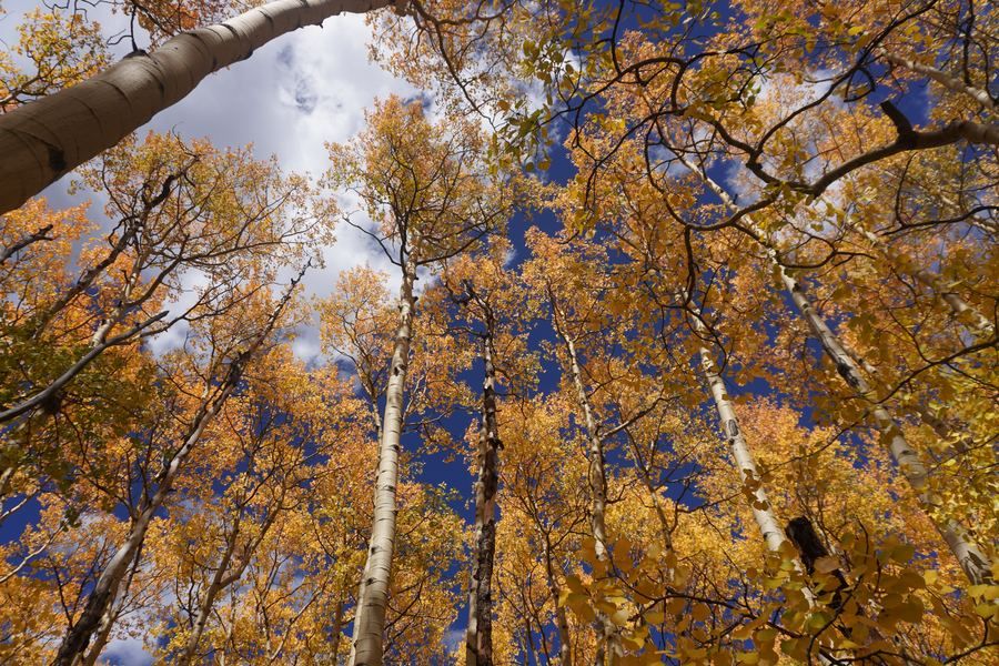 Golden aspen canopy against blue sky