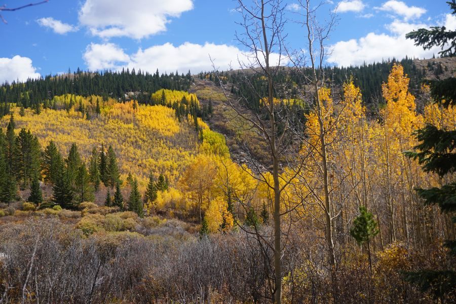 Gold aspen patches across a valley hillside