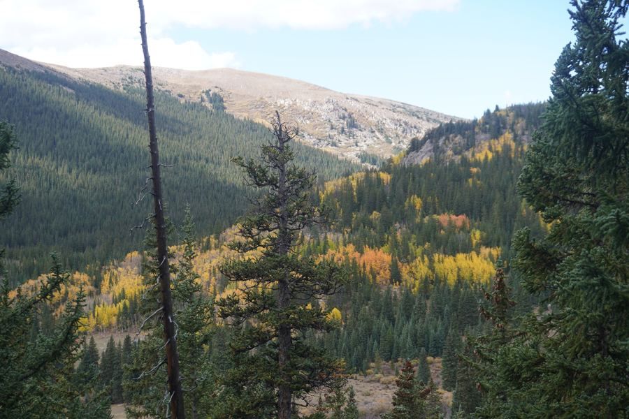 Forested valley leading up to bare alpine slopes
