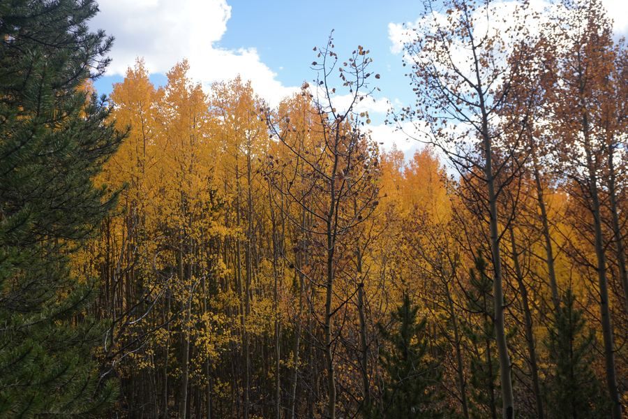Tall golden aspens beside a dark spruce