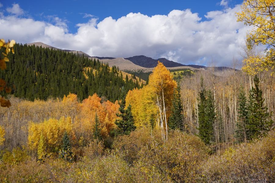 Orange and yellow aspens below forested hills